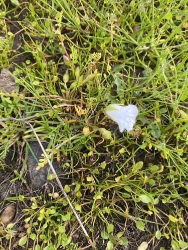 iNaturalist observation photo of Douglas' meadowfoam