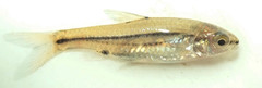 Enteromius bifrenatus