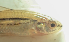 Enteromius bifrenatus