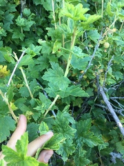 Ribes montigenum