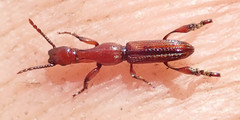 Brentinae