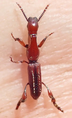 Brentinae