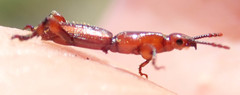 Brentinae