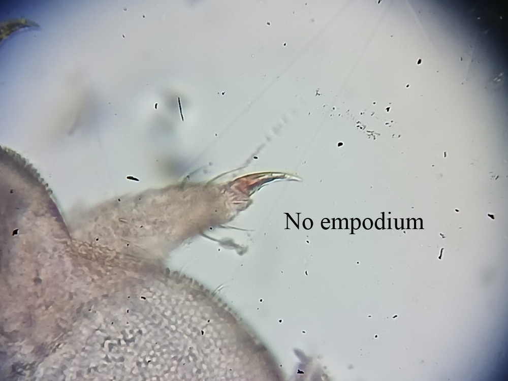 Brachystomella parvula (Schäffer, 1896)
