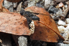 Anthrax dolabratus