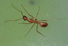 Camponotus mystaceus