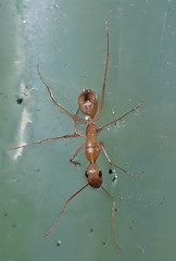 Camponotus mystaceus