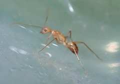 Camponotus mystaceus