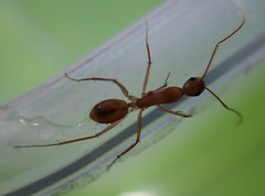 Camponotus mystaceus