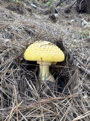iNaturalist observation photo of amanita mushrooms