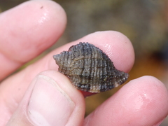 Nucella lima