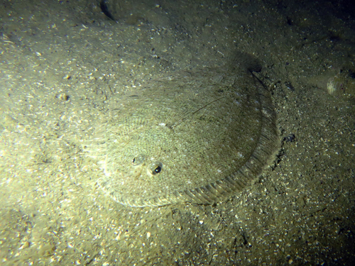 Speckled sole (Peltorhamphus latus) — Pleuronectidae — 5