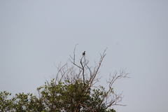 Streptopelia bitorquata