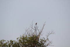 Streptopelia bitorquata