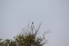 Streptopelia bitorquata