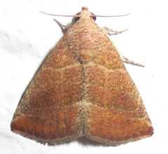 Eublemma baccalix