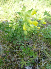 Rhinanthus serotinus aestivalis