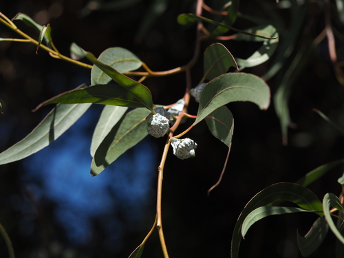 Eucalyptus globulus