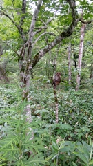 Macaca fuscata