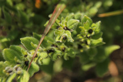 Lithospermum parviflorum