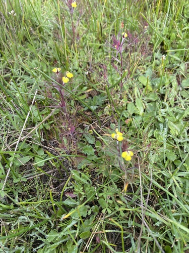 iNaturalist observation photo of butter-and-eggs