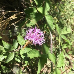 Monardella hypoleuca