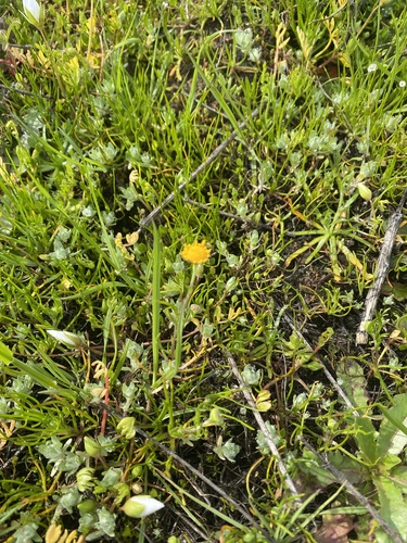 iNaturalist observation photo of California goldfields
