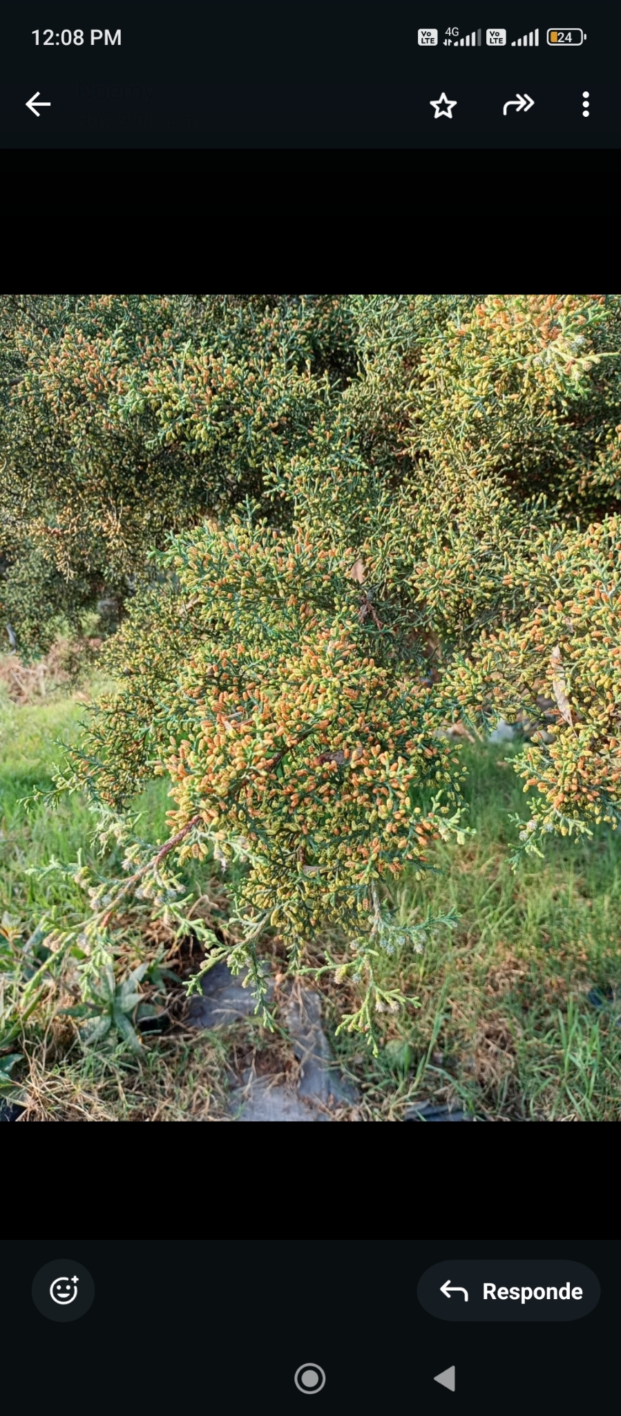 Imagem de Cipreste português