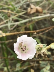 Sphaeralcea fulva