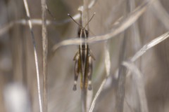 Macrotona australis