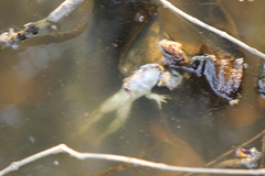 Fejervarya cancrivora