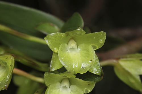 Epidendrum pazii Hágsater