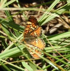 Phyciodes orseis