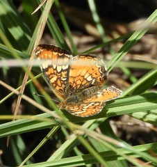 Phyciodes orseis