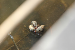 Cerithidea decollata