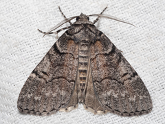 Smyriodes aplectaria