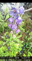 Meconopsis