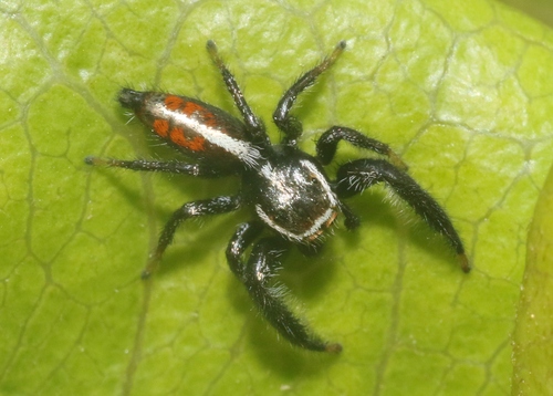 Thyene similis