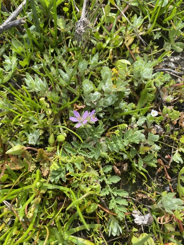 iNaturalist observation photo of musk stork's-bill