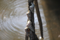 Cerithidea decollata