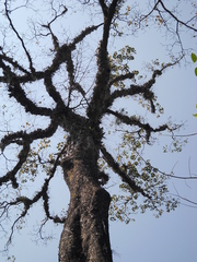 Terminalia bellirica