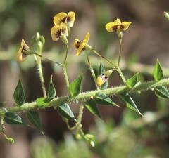 Daviesia umbellulata