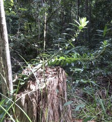 Freycinetia scandens