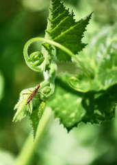 Micropeza stigmatica