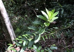 Freycinetia scandens