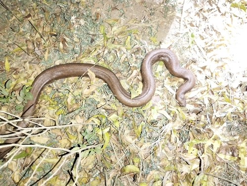 Red Sand Boa