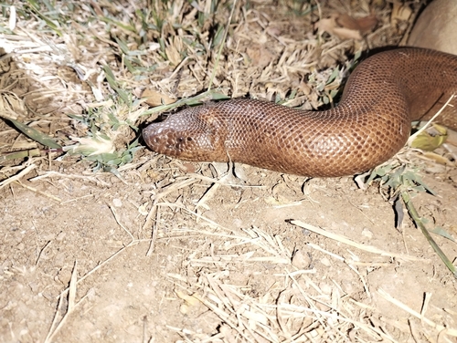 Red Sand Boa