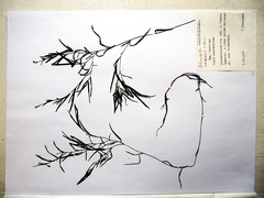 Potamogeton maackianus