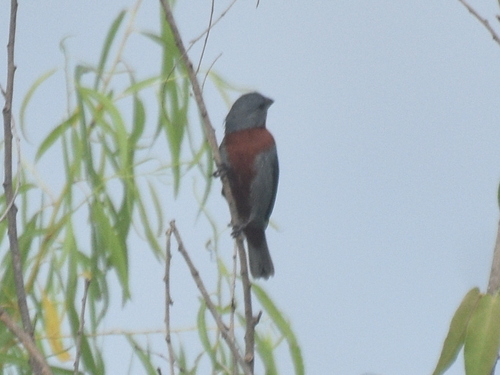 Chestnut-bellied Seedeater (Sporophila castaneiventris), photo 9
