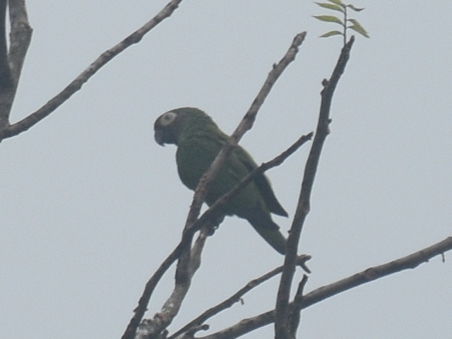 Dusky-headed Parakeet (Aratinga weddellii), photo 7